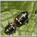 Eurydema oleraceum - Kohlwanze 07.jpg